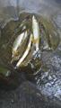 thumb_20260721-055010-73137200-e98e91547b5d465d089c2cbb0afdc2ce.jpg (51x90)
