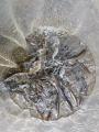 thumb_20260727-193719-67268200-6d2935e418750b703943e79b83cf1e34.jpg (68x90)
