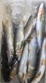 thumb_20260806-201549-34337300-4b44d35054586eefcf340d87d8d6d13a.jpg (51x90)