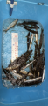 thumb_20260816-184100-80131300-262d1212caa1b8daf06d62c31a636e64.png (42x90)