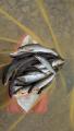 thumb_20260905-203421-47274100-41158ac9d0401b8e18552fdc406651ee.jpg (51x90)