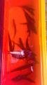 thumb_20260913-191055-49819800-7ce43ad4b2467dd7c41f04b22c164c15.jpg (51x90)