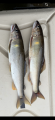 thumb_20261004-174609-23223300-5d650f6d3fc5a6b89a4c5233acb4a1a1.png (42x90)