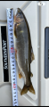 thumb_20261011-160449-50472700-00bc65b84dd77b033fed61255054c8cd.png (42x90)